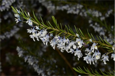 APII jpeg image of Hybanthus floribundus subsp. adpressus  © contact APII