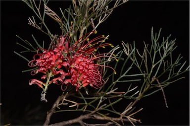 APII jpeg image of Grevillea preissii subsp. preissii  © contact APII