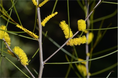 APII jpeg image of Acacia sessilispica  © contact APII