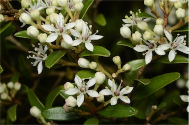 APII jpeg image of Nematolepis squamea subsp. retusa  © contact APII