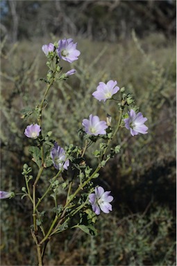APII jpeg image of Malva preissiana  © contact APII