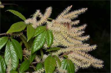 APII jpeg image of Vesselowskya rubifolia  © contact APII