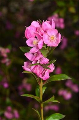 APII jpeg image of Boronia 'Aussie Rose'  © contact APII