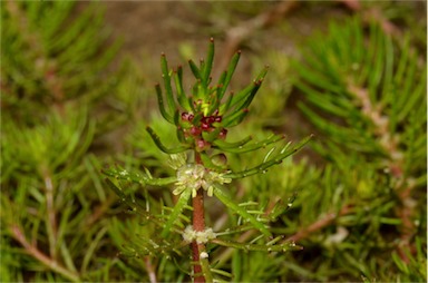 APII jpeg image of Myriophyllum verrucosum  © contact APII