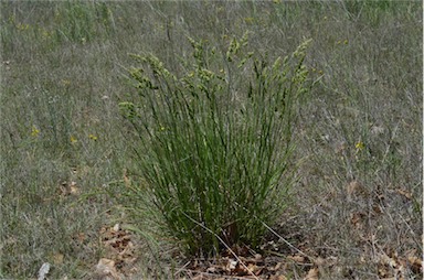 APII jpeg image of Dactylis glomerata  © contact APII