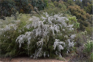 APII jpeg image of Leptospermum brevipes  © contact APII