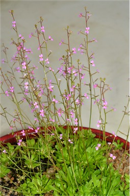 APII jpeg image of Stylidium debile  © contact APII