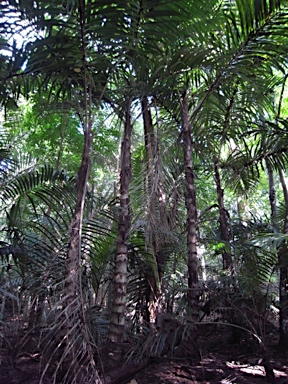 APII jpeg image of Arenga listeri  © contact APII