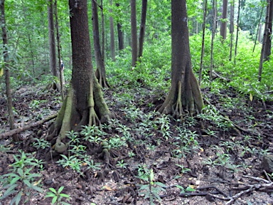 APII jpeg image of Bruguiera gymnorhiza  © contact APII