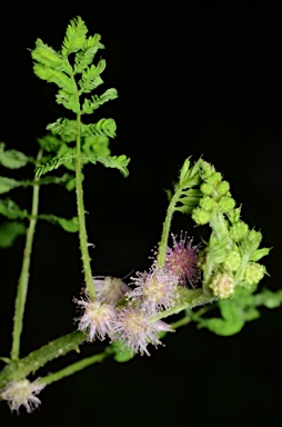 APII jpeg image of Mimosa invisa  © contact APII