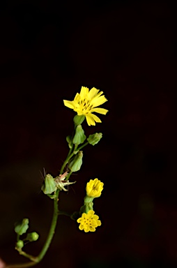 APII jpeg image of Youngia japonica  © contact APII