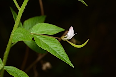 APII jpeg image of Cleome rutidosperma  © contact APII