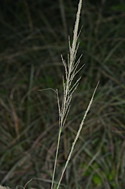 APII jpeg image of Sporobolus fertilis  © contact APII