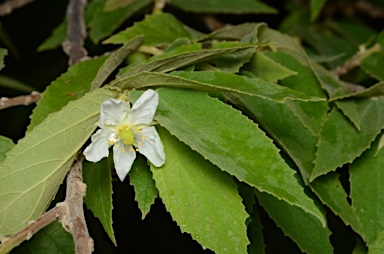 APII jpeg image of Muntingia calabura  © contact APII