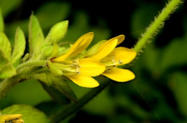 APII jpeg image of Cleome viscosa  © contact APII