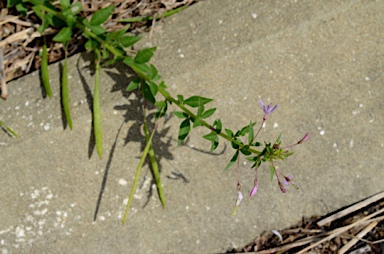 APII jpeg image of Cleome rutidosperma  © contact APII