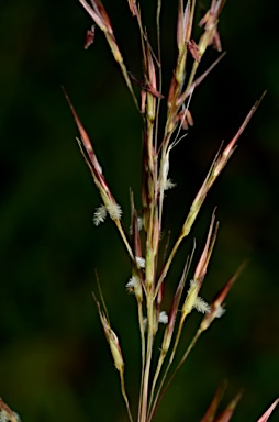 APII jpeg image of Chrysopogon aciculatus  © contact APII
