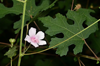 APII jpeg image of Urena lobata  © contact APII