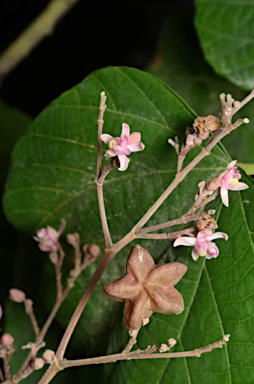 APII jpeg image of Kleinhovia hospita  © contact APII