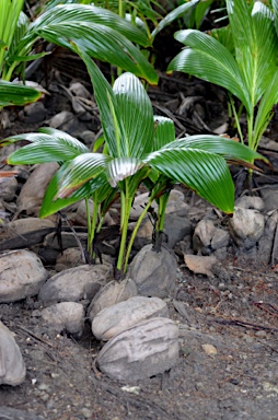 APII jpeg image of Cocos nucifera  © contact APII