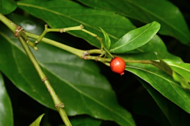 APII jpeg image of Aidia sp. Fl. Australia (R.Shivas 922)  © contact APII