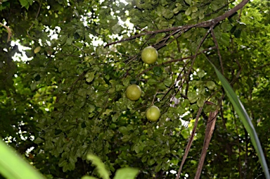 APII jpeg image of Citrus maxima  © contact APII