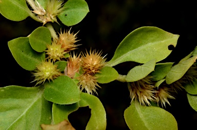 APII jpeg image of Alternanthera pungens  © contact APII