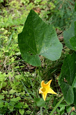 APII jpeg image of Cucurbita maxima  © contact APII