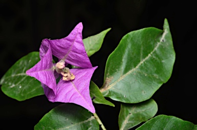 APII jpeg image of Bougainvillea glabra  © contact APII