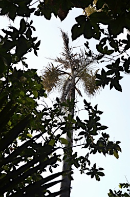 APII jpeg image of Arenga listeri  © contact APII