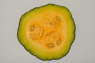 APII jpeg image of Cucurbita moschata  © contact APII