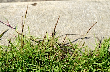 APII jpeg image of Zoysia matrella  © contact APII