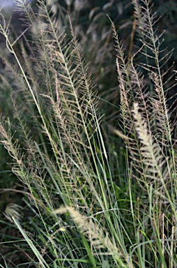 APII jpeg image of Sporobolus fertilis  © contact APII