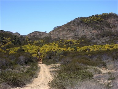 APII jpeg image of Acacia decora  © contact APII