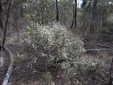 APII jpeg image of Acrothamnus melaleucoides  © contact APII