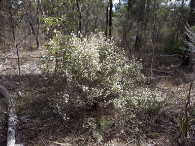 APII jpeg image of Acrothamnus melaleucoides  © contact APII