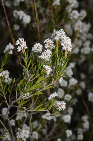 APII jpeg image of Acrothamnus melaleucoides  © contact APII