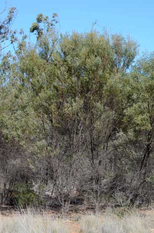 APII jpeg image of Acacia burrowii  © contact APII
