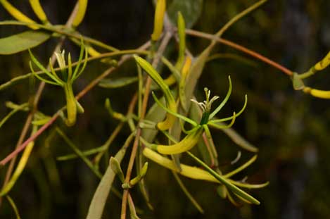 APII jpeg image of Lysiana subfalcata  © contact APII