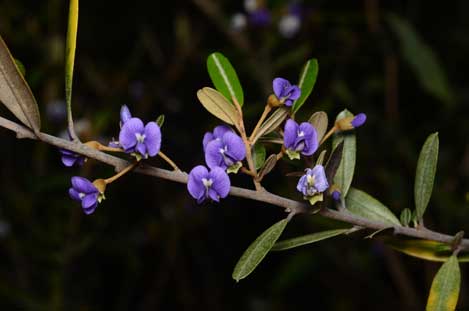 APII jpeg image of Hovea longipes  © contact APII