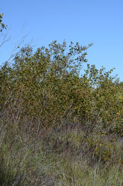 APII jpeg image of Acacia julifera subsp. curvinervia  © contact APII