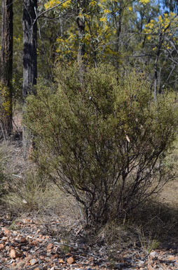 APII jpeg image of Hakea purpurea  © contact APII