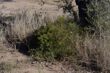 APII jpeg image of Maireana microphylla  © contact APII