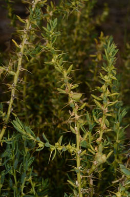 APII jpeg image of Sclerolaena intricata  © contact APII