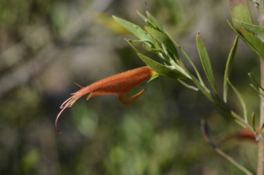 APII jpeg image of Eremophila glabra  © contact APII