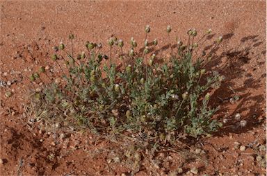 APII jpeg image of Dichromochlamys dentatifolia  © contact APII