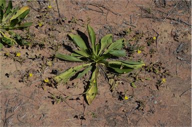 APII jpeg image of Goodenia macrocalyx  © contact APII