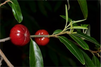 APII jpeg image of Petalostigma triloculare  © contact APII