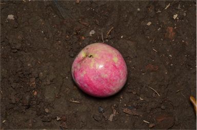 APII jpeg image of Syzygium boonjee  © contact APII