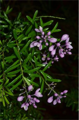 APII jpeg image of Comesperma ericinum  © contact APII